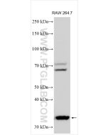GNPTG Polyclonal antibody 14074-1-AP proteintech