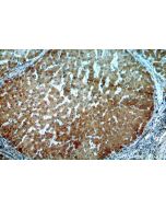 TSPAN33 Polyclonal antibody 14329-1-AP proteintech