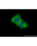 RNF114 Polyclonal antibody 14338-1-AP proteintech