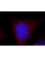 UBL4B Polyclonal antibody 14509-1-AP proteintech