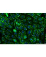 USP36 Polyclonal antibody 14783-1-AP proteintech