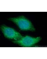 MICAL1 Polyclonal antibody 14818-1-AP proteintech