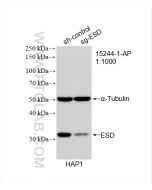 ESD Polyclonal antibody 15244-1-AP proteintech