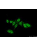 POLE3 Polyclonal antibody 15278-1-AP proteintech