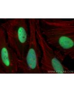 HEXIM1 Polyclonal antibody 15676-1-AP proteintech
