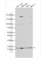 Neudesin/NENF Polyclonal antibody 15760-1-AP proteintech