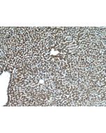 CYTL1 Polyclonal antibody 15856-1-AP proteintech
