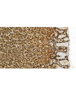 SRP19 Polyclonal antibody 16033-1-AP proteintech