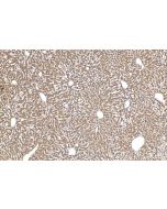 MRPS14 Polyclonal antibody 16301-1-AP proteintech