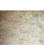 PISD Polyclonal antibody 16401-1-AP proteintech