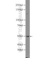 NLE1 Polyclonal antibody 16419-1-AP proteintech