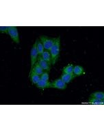 BPNT1 Polyclonal antibody 16461-1-AP proteintech