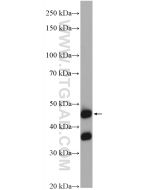 NUPL2 Polyclonal antibody 16587-1-AP proteintech