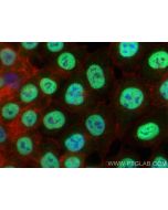 NuMA Polyclonal antibody 16607-1-AP proteintech