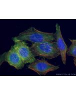 EPLIN Polyclonal antibody 16639-1-AP proteintech
