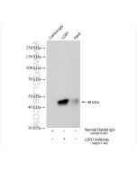 LDB1 Polyclonal antibody 16650-1-AP proteintech