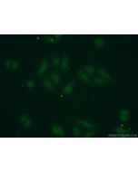POLR1D Polyclonal antibody 16678-1-AP proteintech