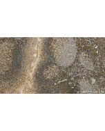 CD6 Polyclonal antibody 16763-1-AP proteintech