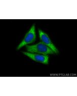 RAB3C-specific Polyclonal antibody 16867-1-AP proteintech
