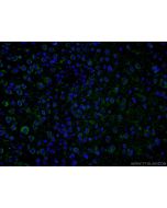 PHYHIPL Polyclonal antibody 16937-1-AP proteintech
