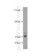 TEX28 Polyclonal antibody 16991-1-AP proteintech