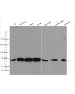 G3BP1 Polyclonal antibody Proteintech  13057-2-AP