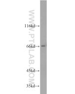 PPWD1 Polyclonal antibody 17106-1-AP proteintech