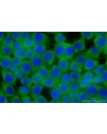 TLR7 Polyclonal antibody 17232-1-AP proteintech