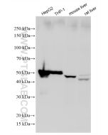 Perilipin-2 Recombinant monoclonal antibody Proteintech  80362-2-RR