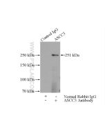 ASCC3 Polyclonal antibody 17627-1-AP proteintech