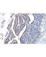 LCN15 Polyclonal antibody 17793-1-AP proteintech
