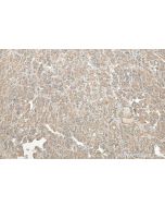 Oxytocin/Neurophysin 1 Polyclonal antibody 18041-1-AP proteintech