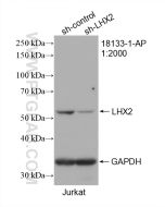 LHX2 Polyclonal antibody 18133-1-AP proteintech