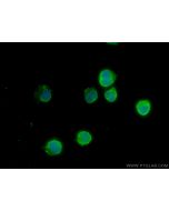 DEAF1 Polyclonal antibody 18323-1-AP proteintech