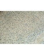 HCRTR1 Polyclonal antibody 18370-1-AP proteintech
