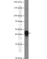 Islet 2 Polyclonal antibody 18659-1-AP proteintech