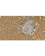 NSMAF Polyclonal antibody 19407-1-AP proteintech