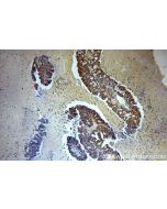 SPIN1-Specific Polyclonal antibody 19531-1-AP proteintech
