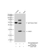 MXD1 Polyclonal antibody 19547-1-AP proteintech