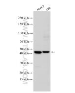 GPR42P Polyclonal antibody 19760-1-AP proteintech