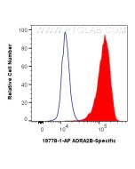 ADRA2B-Specific Polyclonal antibody 19778-1-AP proteintech