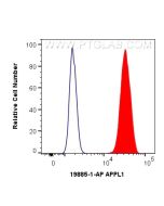 APPL1 Polyclonal antibody 19885-1-AP proteintech