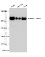 RREB1-Specific Recombinant monoclonal antibody Proteintech  84048-1-RR
