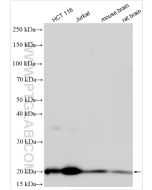 GPX4 Polyclonal antibody Proteintech  30388-1-AP