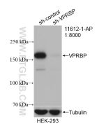 VPRBP Polyclonal antibody Proteintech  11612-1-AP