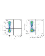 Anti-Human IL3RA/CD123 (HI12H7) Proteintech  65256-1-Ig
