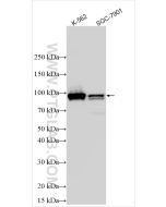 STAT5A/B Polyclonal antibody Proteintech  13179-1-AP