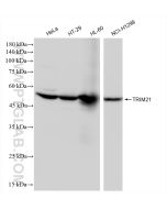 TRIM21 Recombinant monoclonal antibody Proteintech  83530-3-RR
