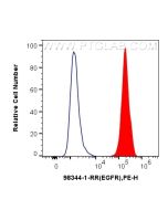 Anti-Human EGFR Rabbit Recombinant Antibody Proteintech  98344-1-RR