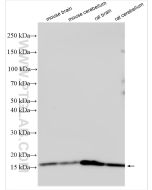 MGST3 Polyclonal antibody 20114-1-AP proteintech